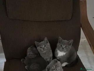 British Shorthair cats Five girls - Advert 7