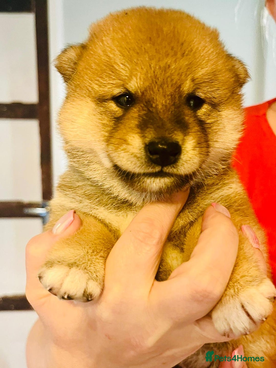 Japanese Shiba Inu dogs for sale: Outstanding Shiba Inu Puppies - Image 9