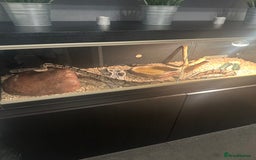 Python Snake reptiles for sale: Ball Python Snake & Full Set-Up vivarium - Image 1