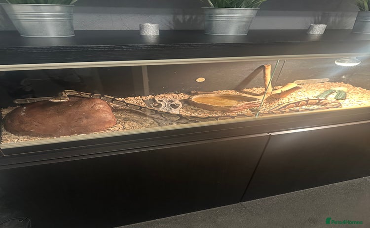 Python Snake reptiles - Advert 1