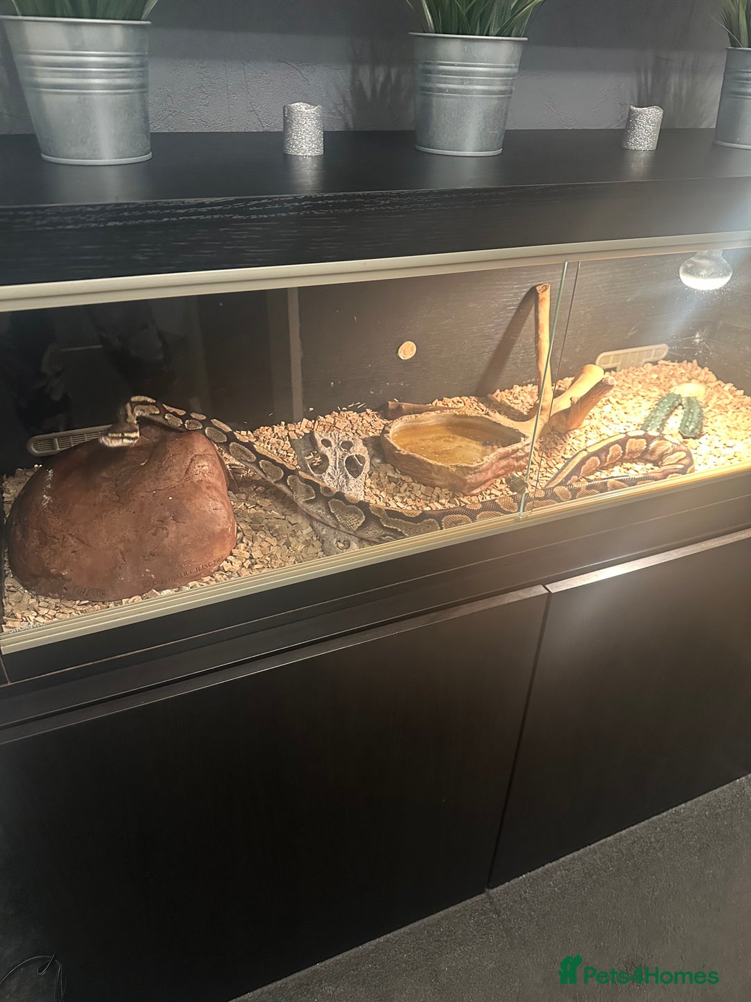 Python Snake reptiles for sale: Ball Python Snake & Full Set-Up vivarium - Image 1