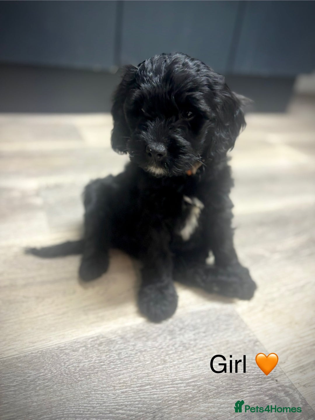 Cockapoo dogs for sale: F1 cockapoos LAST BOY🤎🤎 - Image 10