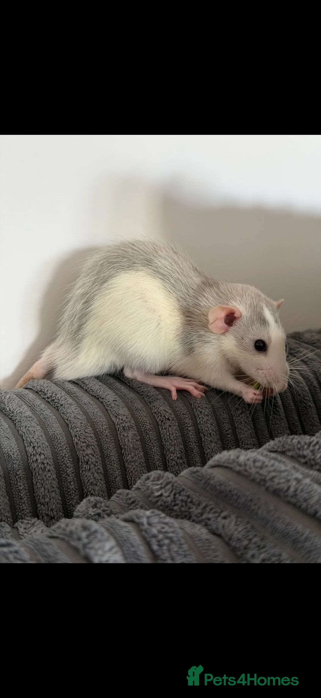 Rat rodents for sale: 2 male rats, well bonded  - Advert 2