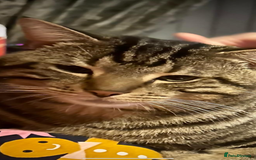 Domestic Shorthair cats for sale: 2 Beautiful Males (selling due2my partners illness - Image 8