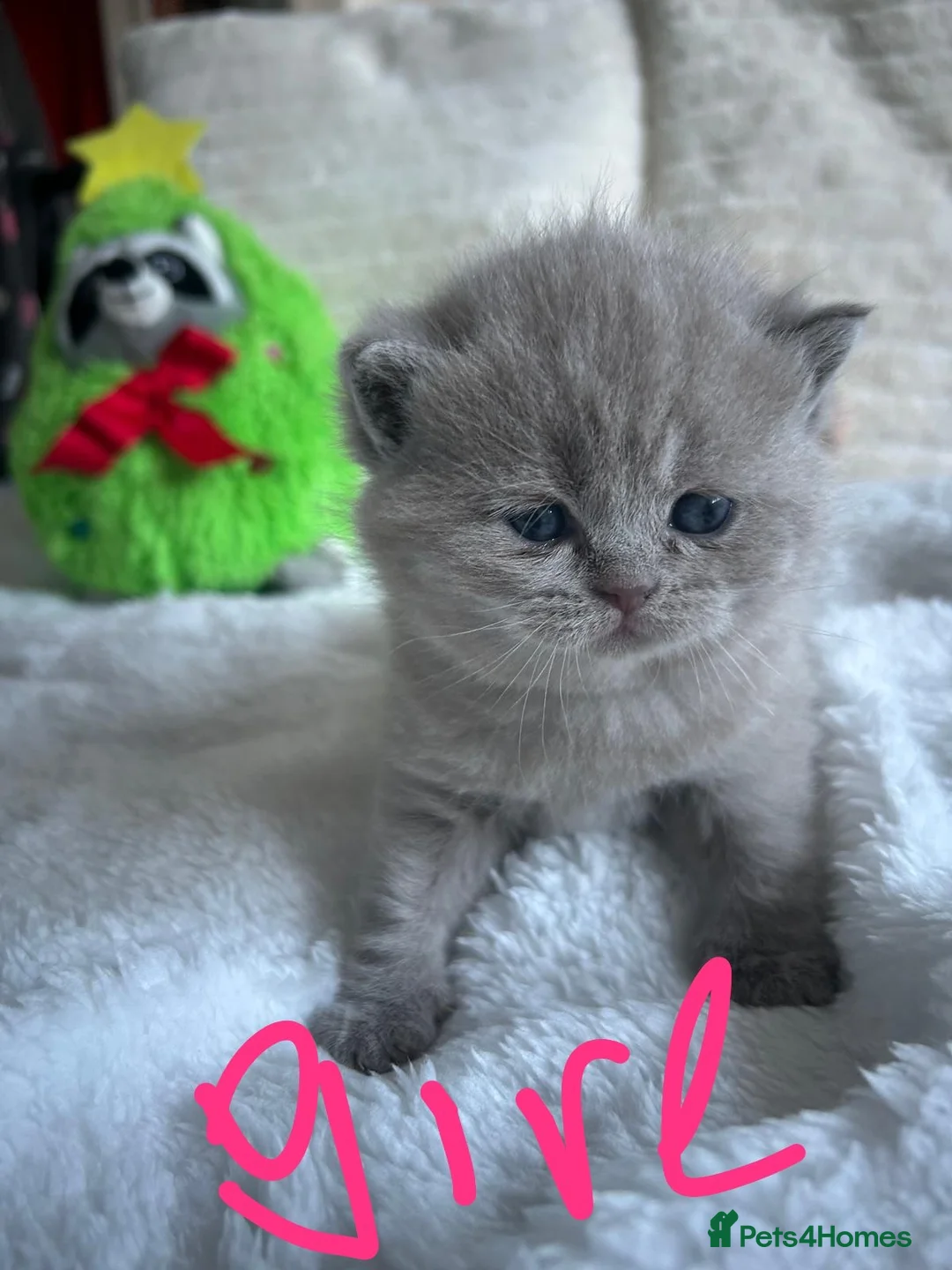 British Shorthair cats for sale: GCCF BRITISH SHORTHAIRS ALL RESERVED - Advert 2