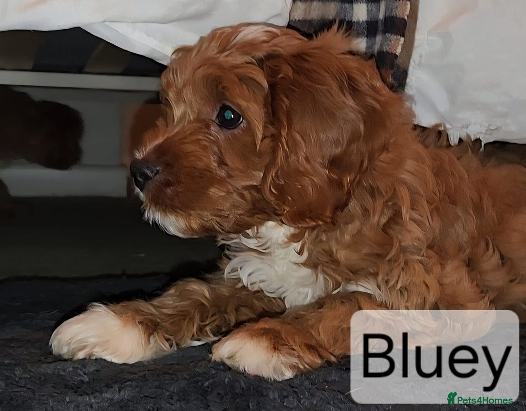 Cavapoo dogs for sale: Miniature Cavapoo Puppies – Home Reared !!! - Advert 10