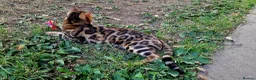 Bengal cats for stud: Bengal cat for stud, Fabio. - Advert 4