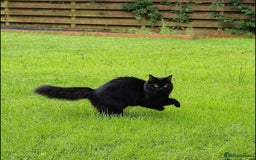 Ragdoll cats for stud: Ragdoll girl looking for a boyfriend/stud - Advert 1