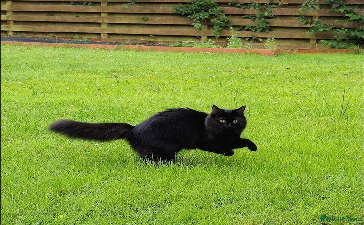 Ragdoll cats Ragdoll girl looking for a boyfriend/stud - Advert 14