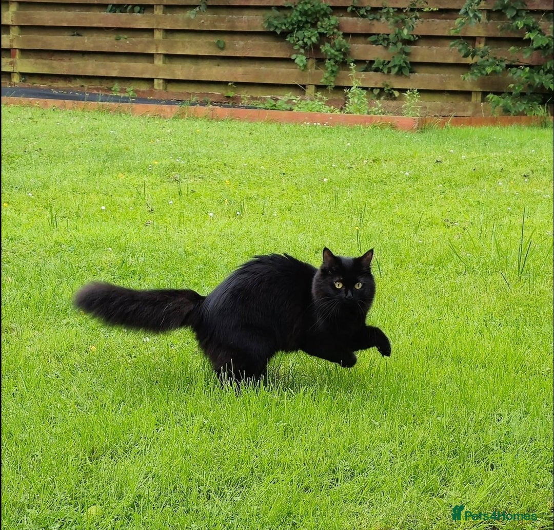 Ragdoll cats for stud: Ragdoll girl looking for a boyfriend/stud - Advert 1