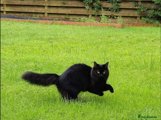 Ragdoll cats for stud: Ragdoll girl looking for a boyfriend/stud - Advert 1