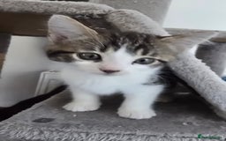 Bengal cats for sale:  Bengal with long haired blk & white kittens - Image 6