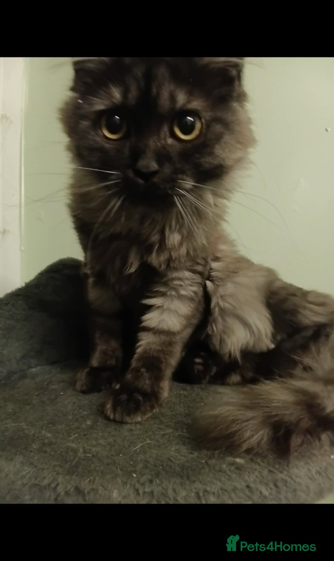 Mixed Breed cats for sale: Beautiful black smoke girl available  - Advert 7