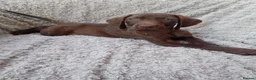 Mixed Breed dogs for sale: READY NOW  - Weimaraner x Vizsla - Advert 29