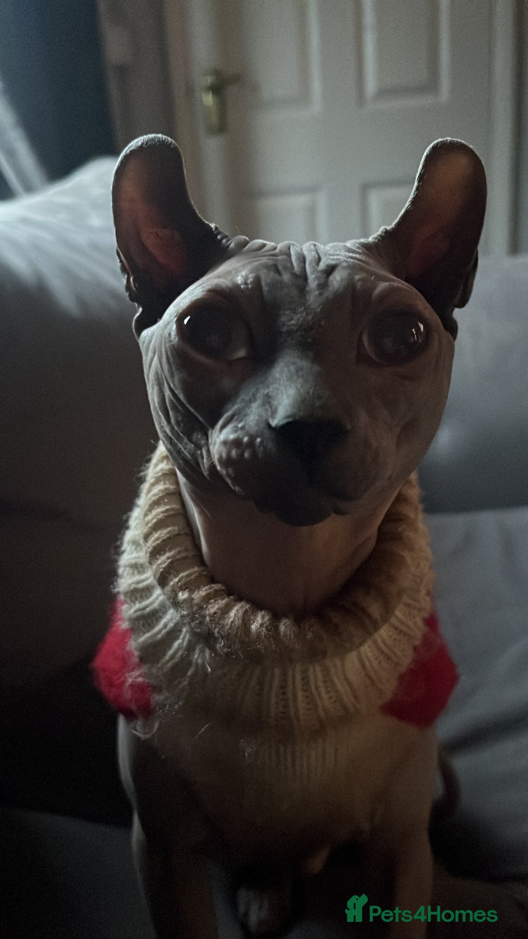 Sphynx cats for sale: Beautiful Boy Sphynx - Advert 4