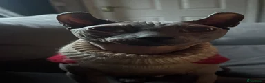 Sphynx Kitten 1