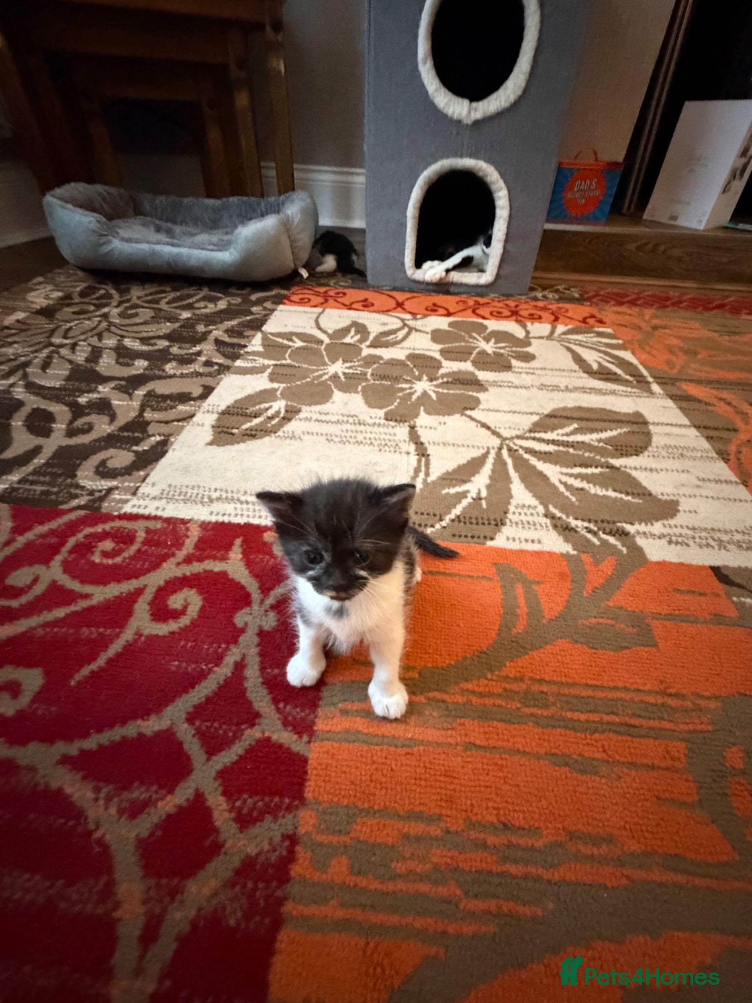 Mixed Breed cats for sale: Kittens for sale  - Advert 6