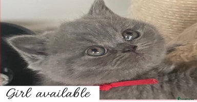British Shorthair cats - Advert 2
