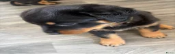 Rottweiler dogs for sale: Rottweiler puppies  - Advert 12
