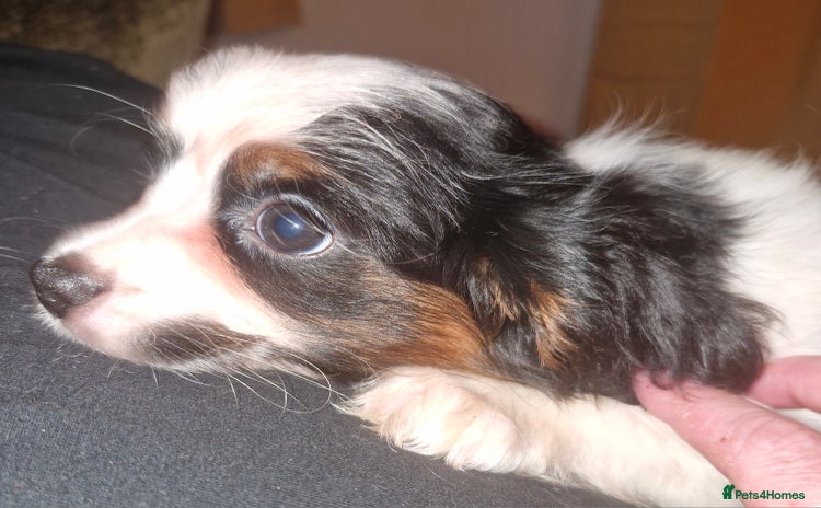 Cavalier King Charles Spaniel dogs - Advert 4