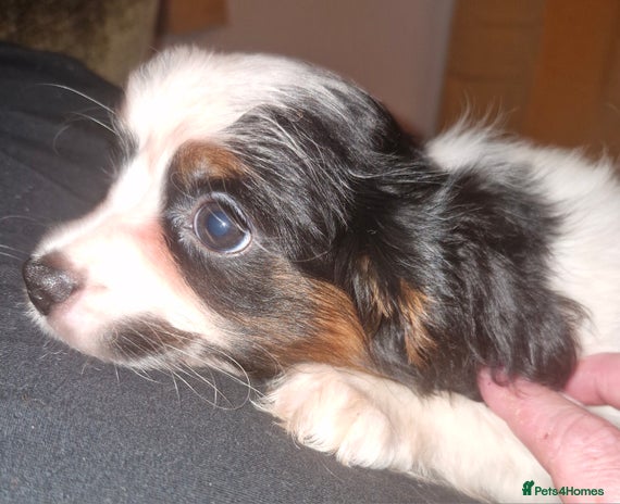 Cavalier King Charles Spaniel dogs - Advert 4