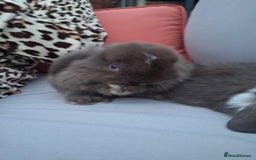 Mini Lop rabbits for sale: 💕Gorgeous purebred mini lops 💕 - Image 7