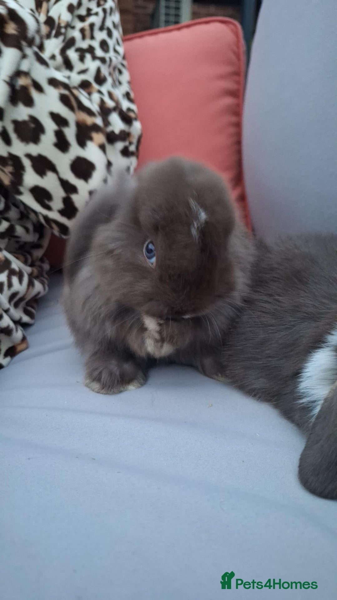 Mini Lop rabbits for sale: 💕Gorgeous purebred mini lops 💕 - Image 7
