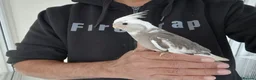 Cockatiels birds for sale: Super silly hand tamed baby cockatiel - Advert 6