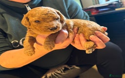 Cockapoo dogs for sale: Cockapoo Puppies - Advert 4