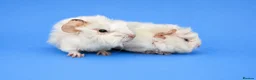 Guinea Pig rodents for sale: Abyssinian guinea pig brothers  - Advert 3