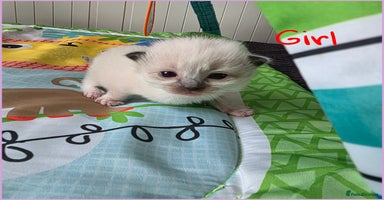 Ragdoll cats - Advert 5