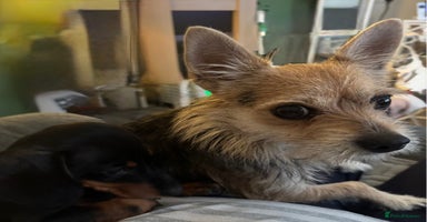 Mixed Breed dogs - Advert 8