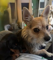 Mixed Breed dogs - Advert 8