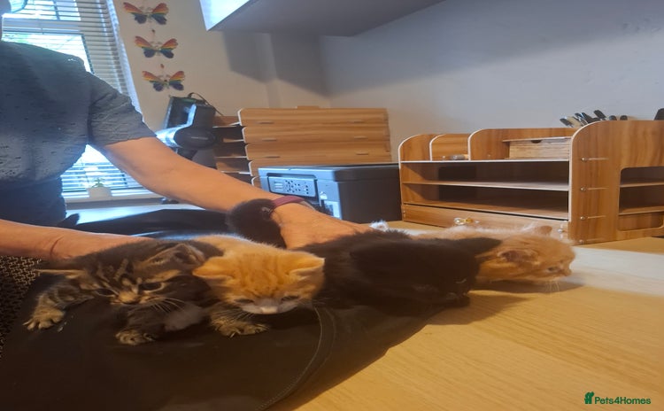 Mixed Breed cats - Advert 16