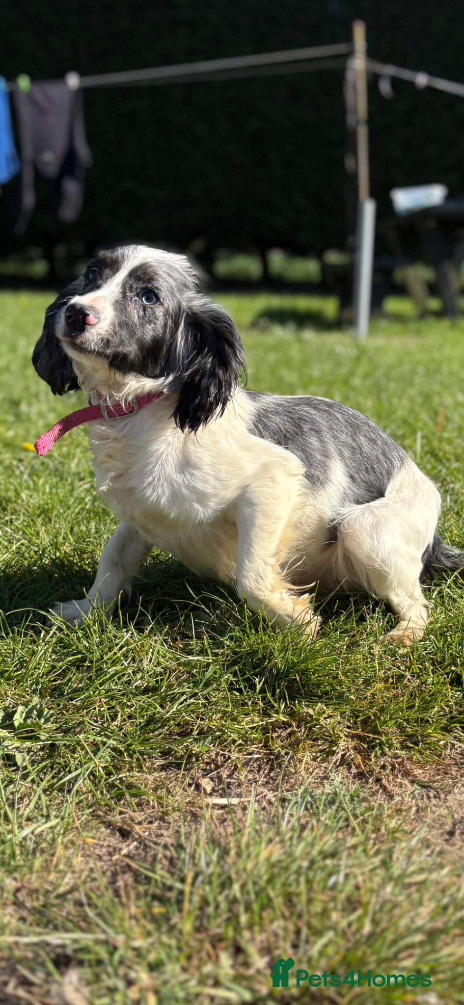 Cockapoo dogs Blue merle cockapoo - Advert 15