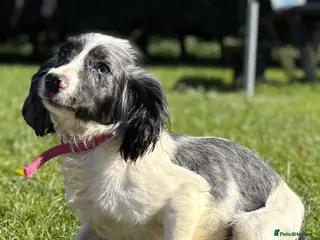 Cockapoo dogs Blue merle cockapoo - Advert 15