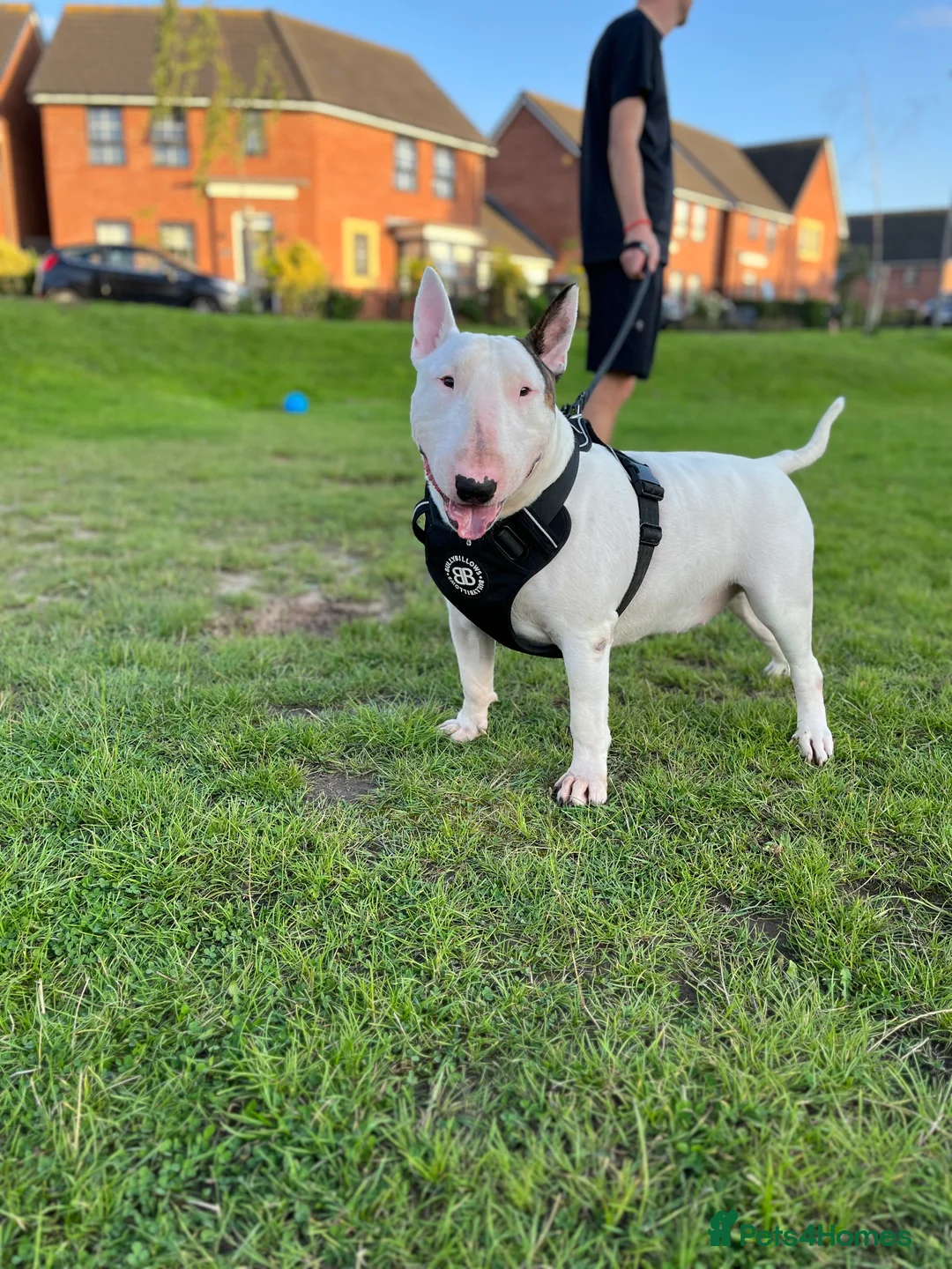 English Bull Terrier dogs for stud: Amazing boy for stud in Liverpool - Advert 12