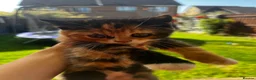 Mixed Breed cats for sale: Adorable Mixed Breed Kittens Ready For New Homes - Advert 30
