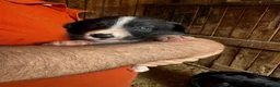 Border Collie dogs for sale: Georgeous friendly well bred border collies - Advert 4