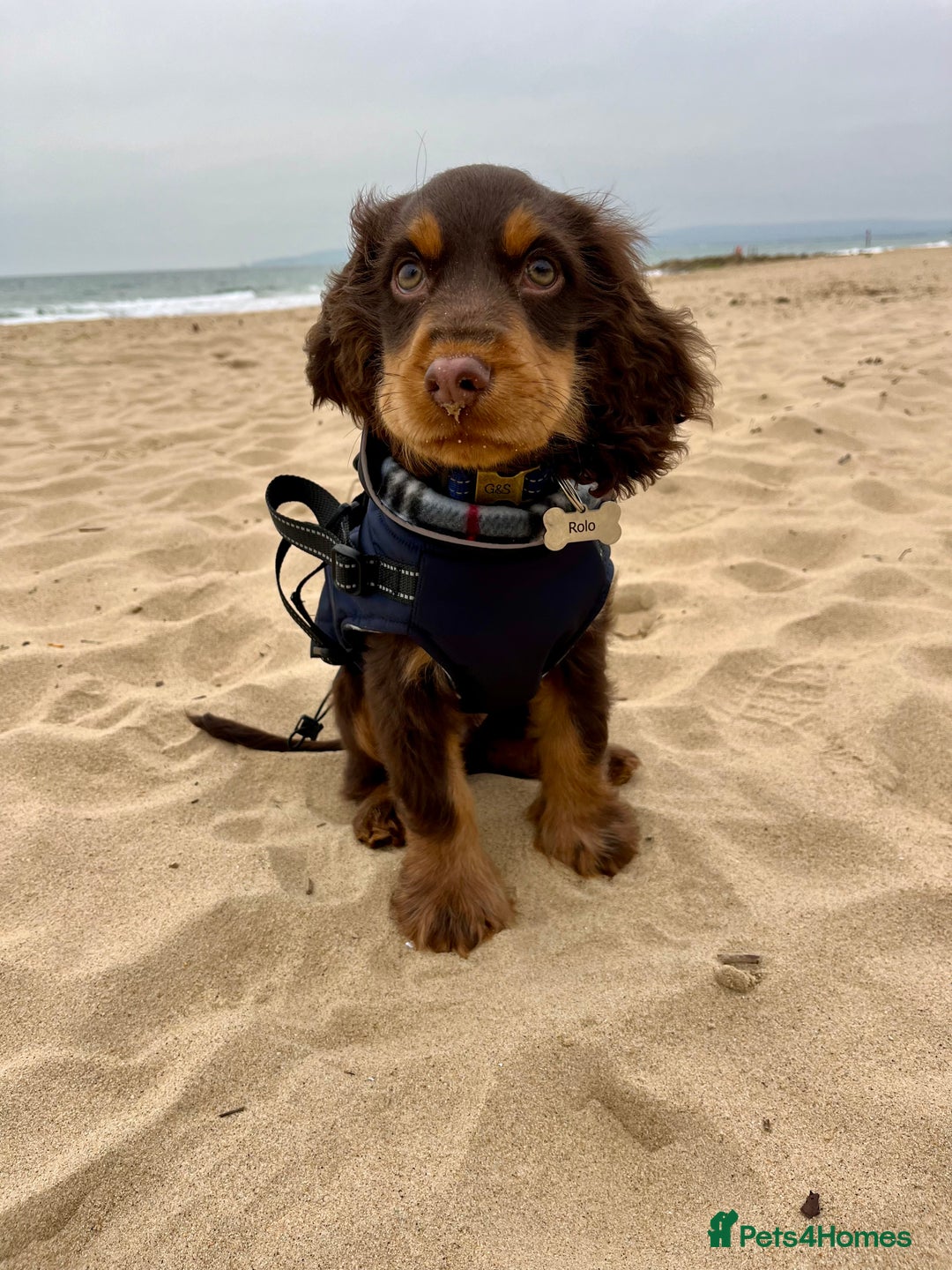 Cocker Spaniel dogs for stud: Dog Breeder - Image 3