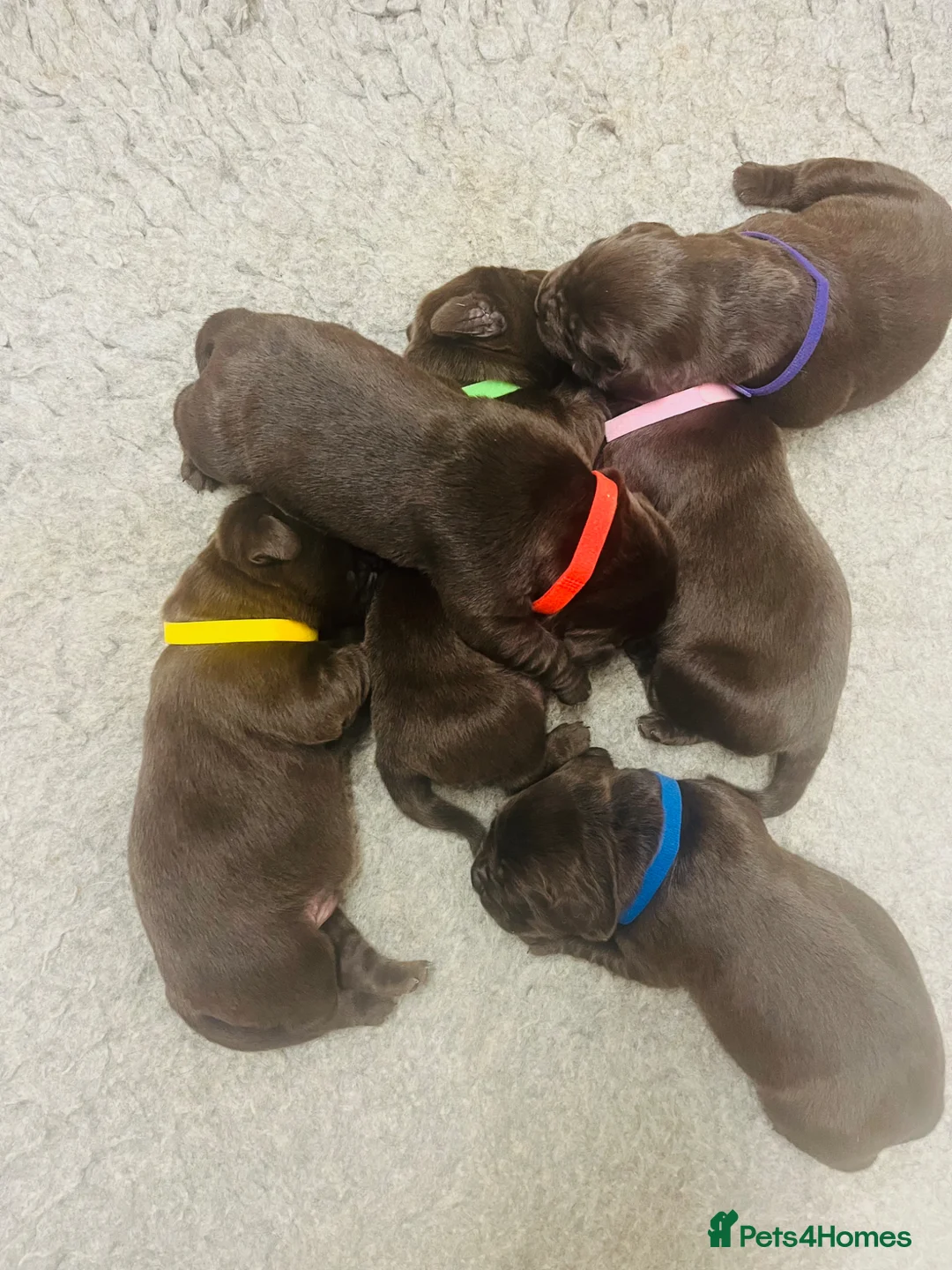 Labrador Retriever dogs for sale: Exceptional KC registered Chocolate Labrador Pups - Advert 2