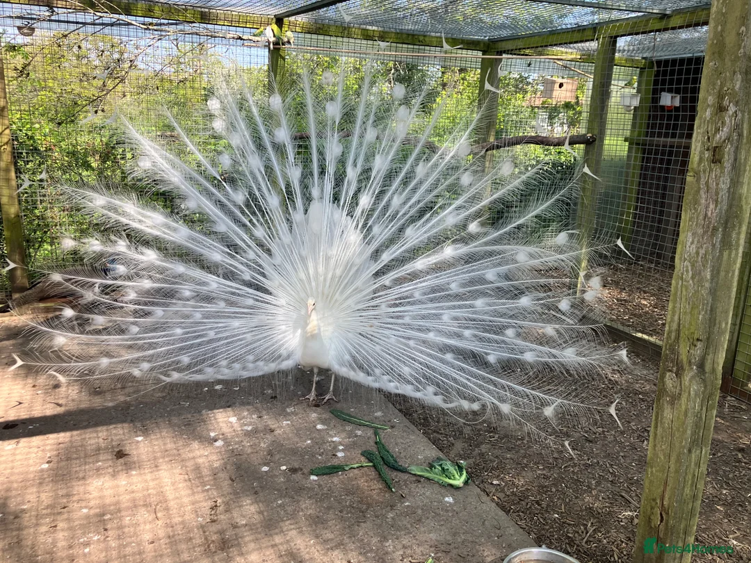 Peafowl poultry for sale: Stunning white male - Advert 1