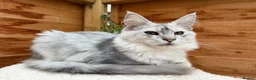Maine Coon cats for sale: BLUE SILVER SHADED TICA REGISTERED  - Advert 6