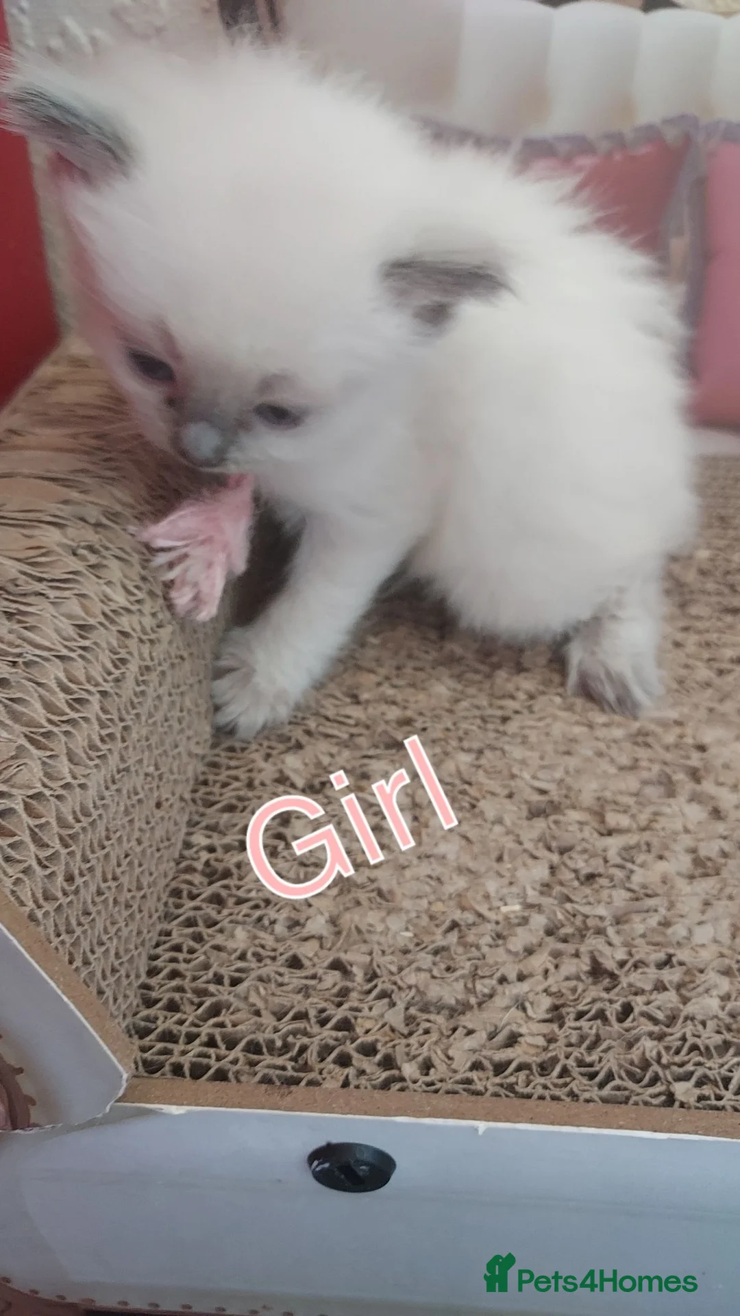 Ragdoll cats for sale: Bluepoint ragdoll kittens  - Advert 2