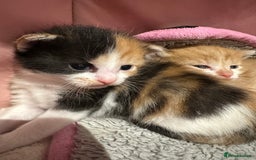 Domestic Shorthair cats for sale: 🐾Sorry….All REHOMED now 🥰 🐾 - Advert 28