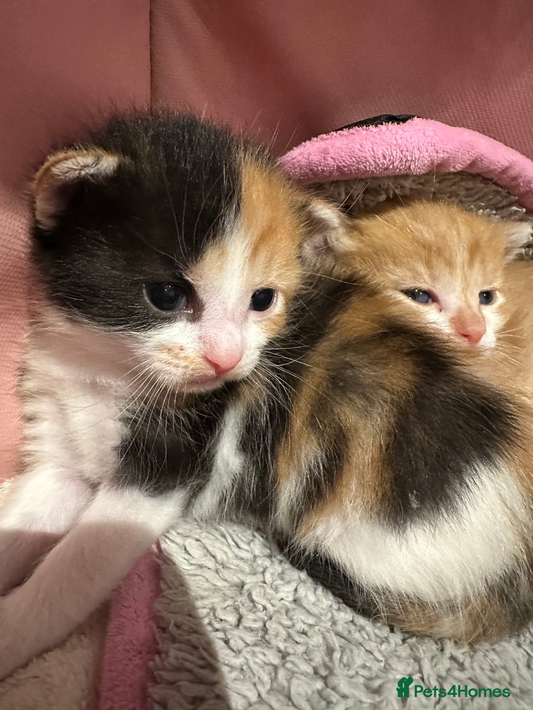 Domestic Shorthair cats for sale: 🐾Sorry….All REHOMED now 🥰 🐾 - Advert 28