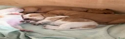 Bocker dogs for sale: Bocker puppies for sale - Advert 6