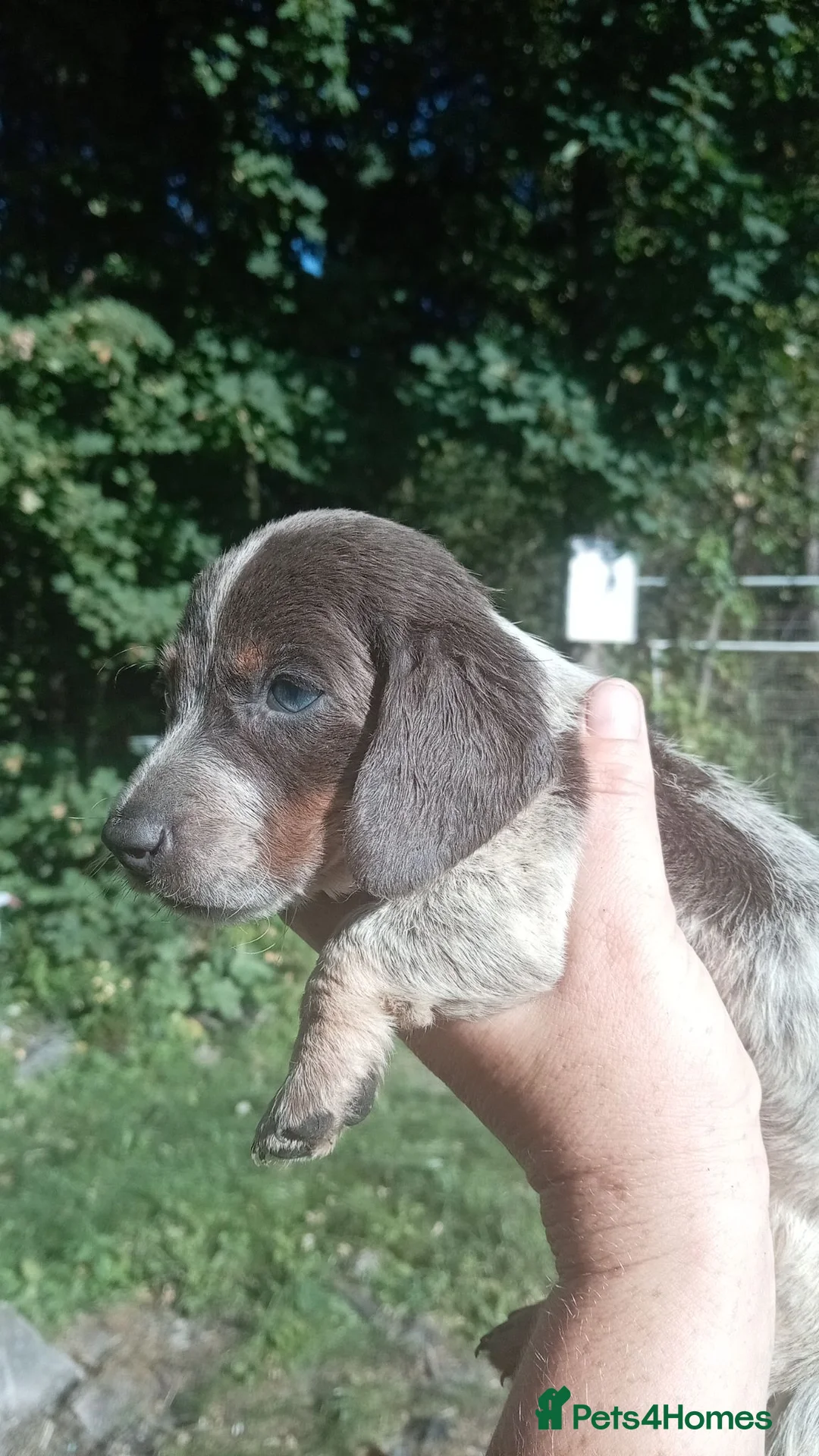 Miniature Dachshund dogs for sale: True Miniature dachshund last boy last girl  - Advert 1