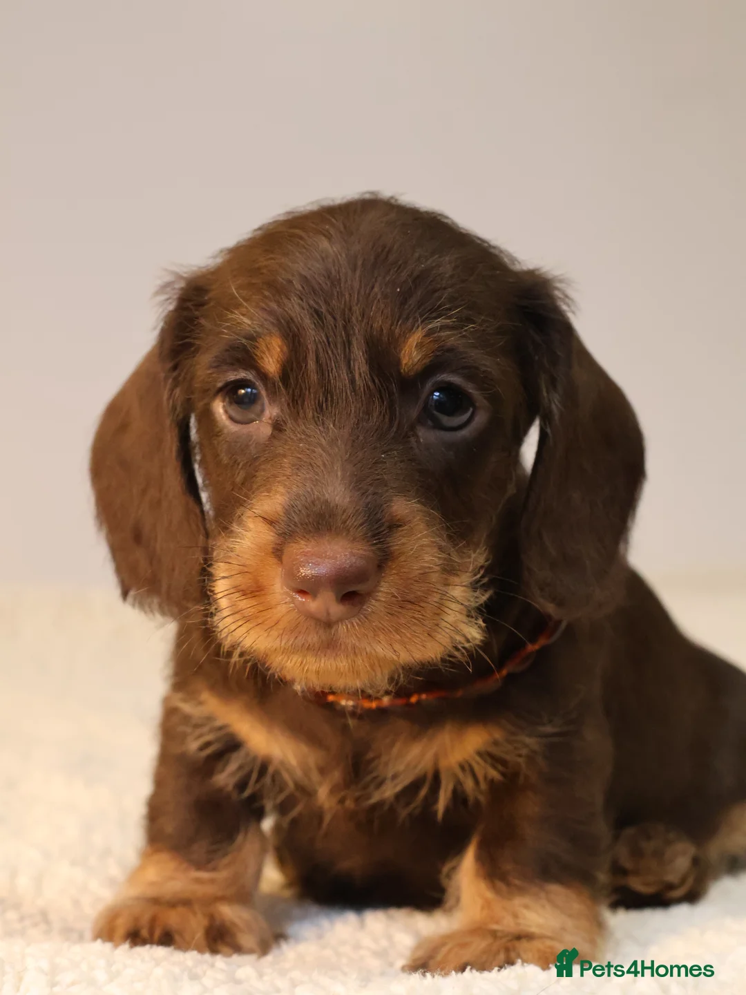 Miniature Dachshund dogs for sale: Choco+Wirehaired+5*Licensed+Kc+Praclear+Vetchecked - Advert 5