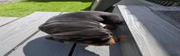 Mixed Breed dogs for sale: Rottweiler cross dogue de Bordeaux  - Advert 6